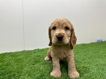 Portée de chiots Cocker Spaniel anglais disponible aux enchères