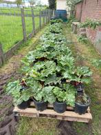 Rabarberplanten in pot, Articles professionnels, Agriculture | Pommes de terre, Légumes, Fruits & Viande, Enlèvement ou Envoi
