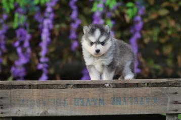 Mini Husky - Pomsky - Belgisch fokker beschikbaar voor biedingen