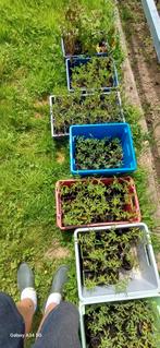 plant de  tomates, Tuin en Terras, Planten | Tuinplanten, Ophalen