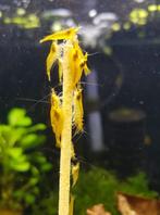 Hobbyaquarium Citroen garnalen mooi op kleur, Kreeft, Krab of Garnaal, Zoetwatervis, Schoolvis