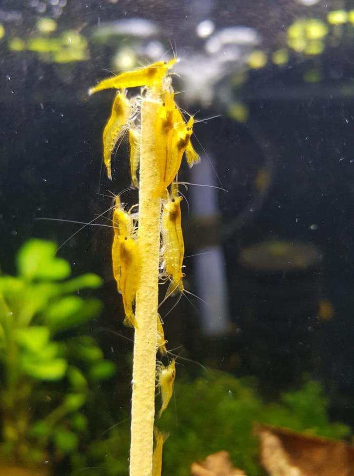 Hobbyaquarium Citroen garnalen mooi op kleur, Dieren en Toebehoren, Vissen | Aquariumvissen, Zoetwatervis, Kreeft, Krab of Garnaal