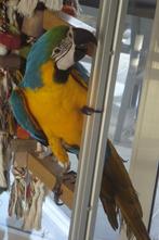 Tamme blauw gele ara, Dieren en Toebehoren, Vrouwelijk, Papegaai, Geringd