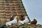 Witte pauwstaart duiven, Dieren en Toebehoren