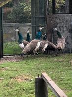 Blauwe pauwen, Dieren en Toebehoren, Pluimvee, Meerdere dieren, Overige soorten