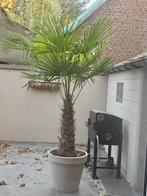 chinese waaier palmboom, Tuin en Terras, Ophalen, In pot, Palmboom