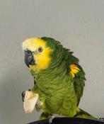 Amazone papegaai, Papegaai