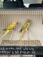 Halsbandparkieten, Dieren en Toebehoren, Vogels | Parkieten en Papegaaien, Meerdere dieren, Parkiet, Geringd