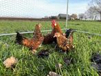 Java kriel kuikens hennetjes gesekst, ingeënt, veel kleur, Dieren en Toebehoren, Vrouwelijk, Kip