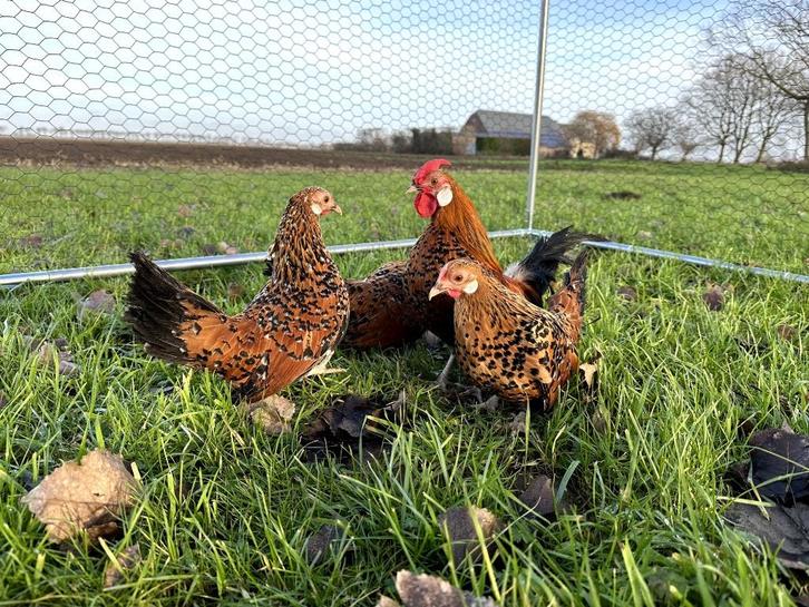 Java kriel kuikens hennetjes gesekst, ingeënt, veel kleur, Dieren en Toebehoren, Pluimvee, Kip, Vrouwelijk