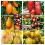 Plantes bio en pot de courgettes/potiron/ tomates....., Plein soleil, Enlèvement, Plantes potagères