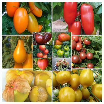 Biologische courgette-, pompoen-, tomatenplanten in pot...