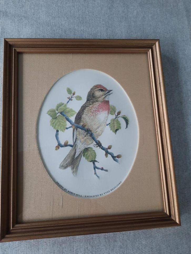 Kader met kleurengravure vogel - met certificaat - 1981, Huis en Inrichting, Woonaccessoires | Lijsten, Zo goed als nieuw, Minder dan 50 cm