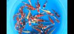 Tosai van Sakazume!, Dieren en Toebehoren, Vissen | Vijvervissen, Karper of Koi