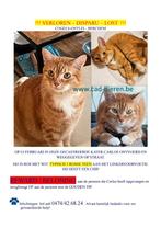GEZOCHT kat ontvoerd, Animaux & Accessoires, Enlèvement, Comme neuf