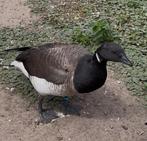 Gezocht: witbuik rotgans man, Dieren en Toebehoren, Pluimvee, Gans of Zwaan