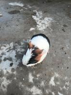 Cavia beer tricolor, Mâle, Domestique, Janvier, Cobaye