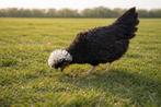 Hollandse kuifhoender krulveer krielkippen jonge hennen, Dieren en Toebehoren, Vrouwelijk, Kip