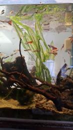 Lot guppies/Endlers mix 50st.
