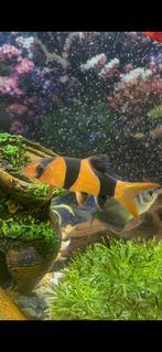 Clownbotia, Dieren en Toebehoren, Vis, Zoetwatervis, Schoolvis