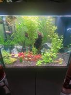 JUWEL LIDO 200 met CHIHIROS LED, Ophalen, Zo goed als nieuw