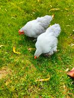 Cochin krieltjes parelgrijs, Dieren en Toebehoren, Pluimvee, Mannelijk, Kip