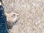 2 jonge dwergkonijntjes, Dieren en Toebehoren, Geslacht onbekend, Dwerg, Hangoor, 0 tot 2 jaar