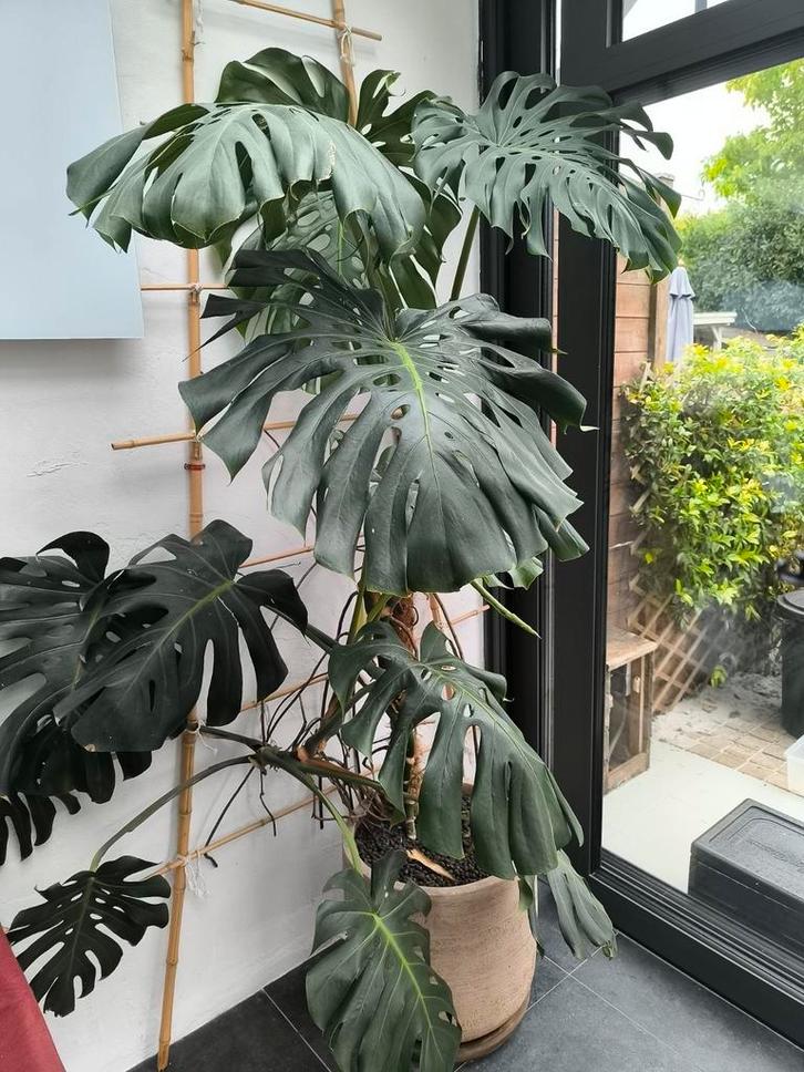 Prachtige en zeer grote Monstera deliciosa, Huis en Inrichting, Kamerplanten, Ophalen