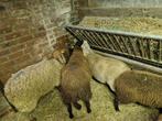Schapen bokken, Dieren en Toebehoren, Schapen, Geiten en Varkens, Mannelijk, Schaap, 0 tot 2 jaar