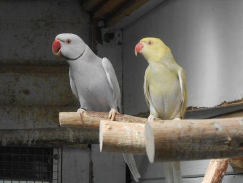 kweekrijpe halsbanden, Dieren en Toebehoren, Vogels | Parkieten en Papegaaien, Parkiet, Meerdere dieren, Geringd