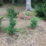 SNELGROEIENDE HAAGCONIFEER (leylandii), Tuin en Terras, Bloeit niet, Overige soorten, Minder dan 100 cm, Ophalen