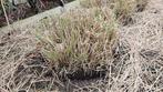 Miscanthus sinensis 12 stuks kluit, Tuin en Terras, Planten | Tuinplanten, Ophalen