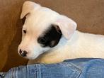 Jack russell pups, Dieren en Toebehoren, Honden | Jack Russells en Terriërs, België, Particulier, Jack Russell Terriër, 8 tot 15 weken