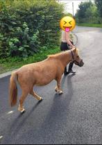 Shetland, Dieren en Toebehoren, Merrie, Niet van toepassing, Gechipt, A pony (tot 1.17m)