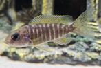 Aulonocara stuartgranti malawi cichliden hobbykweek, Dieren en Toebehoren, Vissen | Aquariumvissen, Vis, Zoetwatervis