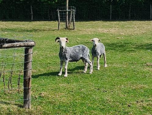 Herdwick schaap te kooop, Dieren en Toebehoren, Schapen, Geiten en Varkens, Schaap, Meerdere dieren, 0 tot 2 jaar