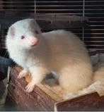 Fret, Dieren en Toebehoren, Overige Dieren, April, Vrouwelijk