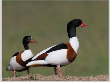 Bergeenden / Bergeenden / eenden / eend beschikbaar voor biedingen