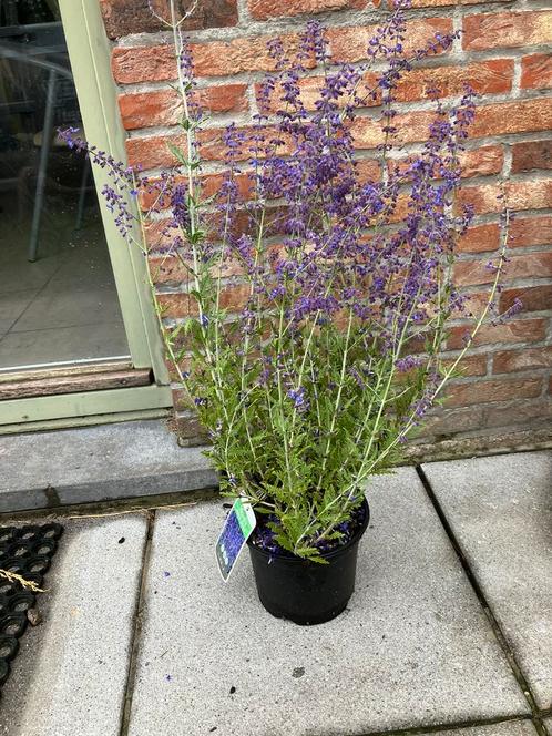 Perovskia atripl. ‘Blue Spire’ / Russische salie, Jardin & Terrasse, Plantes | Jardin, Été, Enlèvement