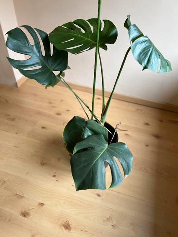 Kamerplant Monstera beschikbaar voor biedingen