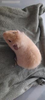 Us teddy cavia beertje, Cavia