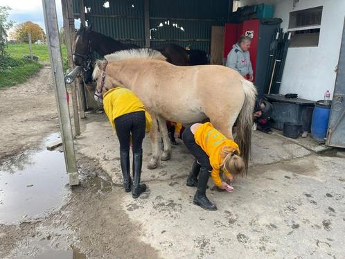 Fjord, Animaux & Accessoires, Chevaux, Jument, M, Moins de 160 cm, 0 à 2 ans, Cheval de récréation, Avec puce électronique, Vermifugé