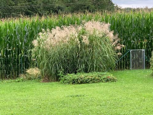 Miscanthus "Roseau de Chine", Jardin & Terrasse, Plantes | Jardin, Plante fixe, Graminées ornementales, Plein soleil, Automne