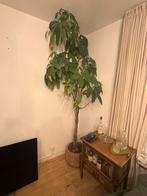 Grote Kamerplant, Huis en Inrichting, Kamerplanten, Ophalen