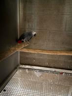 Male gris du gabon epp, Enlèvement