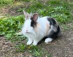 Leeuwenkop mannelijk Angora, Dieren en Toebehoren, Konijnen, Mannelijk