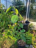 Jonge Citrus boom variëteit Citrus x sinensis Lane Late, Ophalen, Minder dan 100 cm, Lente, Volle zon