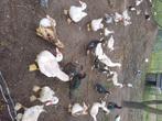 Barbrieeenden / muskuseenden, Dieren en Toebehoren, Pluimvee, Meerdere dieren, Eend