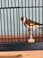 distelvink, Mâle, Oiseau chanteur sauvage