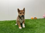 Shiba Inu pups, België, Overige rassen, 8 tot 15 weken, CDV (hondenziekte)